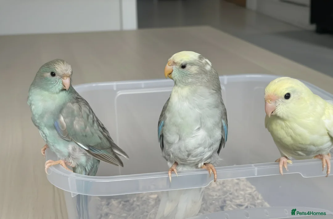 Parakeets birds for sale: Proven Breeding Pair Kakarikis with Cage - Advert 8