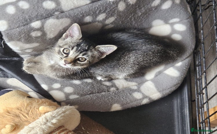 Mixed Breed cats - Advert 3
