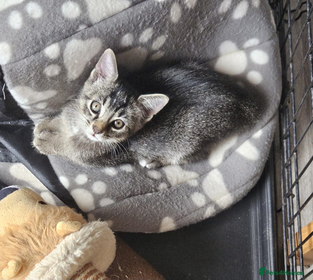Mixed Breed cats for sale: One male kitten - Image 1