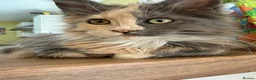 Maine Coon cats for sale: Stunning XL Russian Maine Coon kittens - Advert 14
