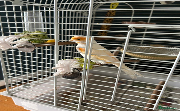 Canaries birds - Advert 2