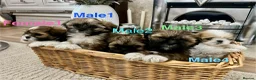 Lhasa Apso dogs for sale: Lhasa apso puppies  - Advert 10