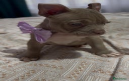 American Bully dogs for sale: American Bully Pocket Champions Bloodlines  in Ilford - Image 4