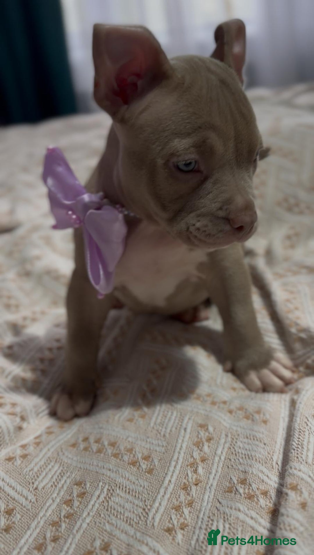 American Bully dogs for sale: American Bully Pocket Champions Bloodlines  in Ilford - Image 4