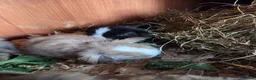 Mini Lop rabbits for sale: Mini lops - Advert 3