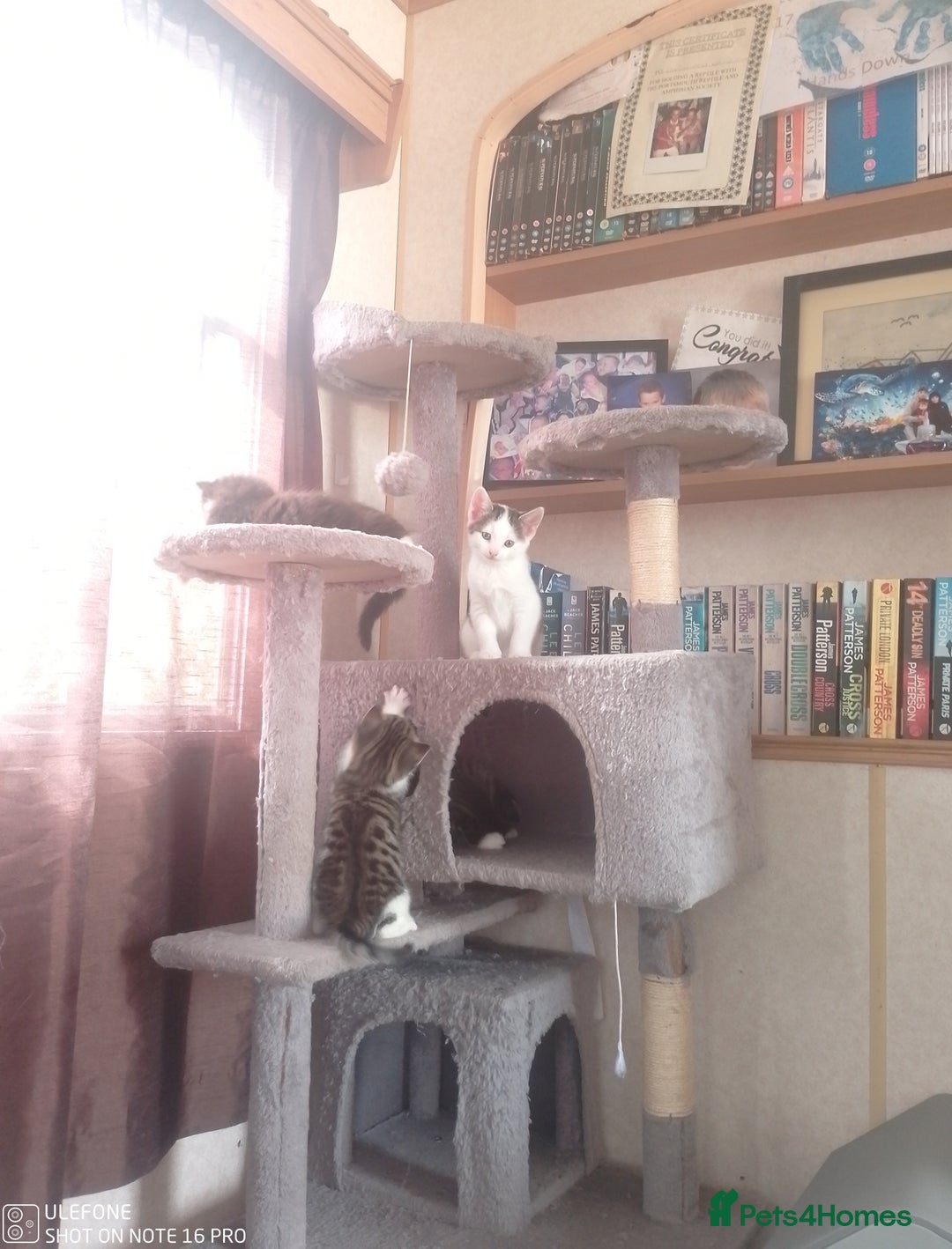 Mixed Breed cats for sale: 9 adorable Disney kitten couples  - Image 26