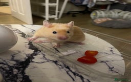 Hamster rodents for sale: Gorgeous male Syrian hamster  - Image 4