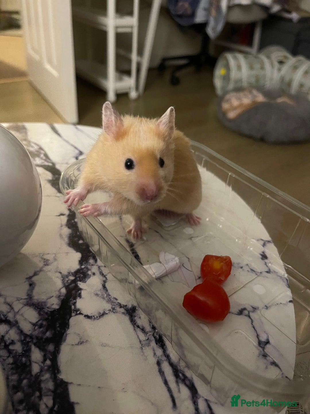 Hamster rodents for sale: Gorgeous male Syrian hamster  - Image 4