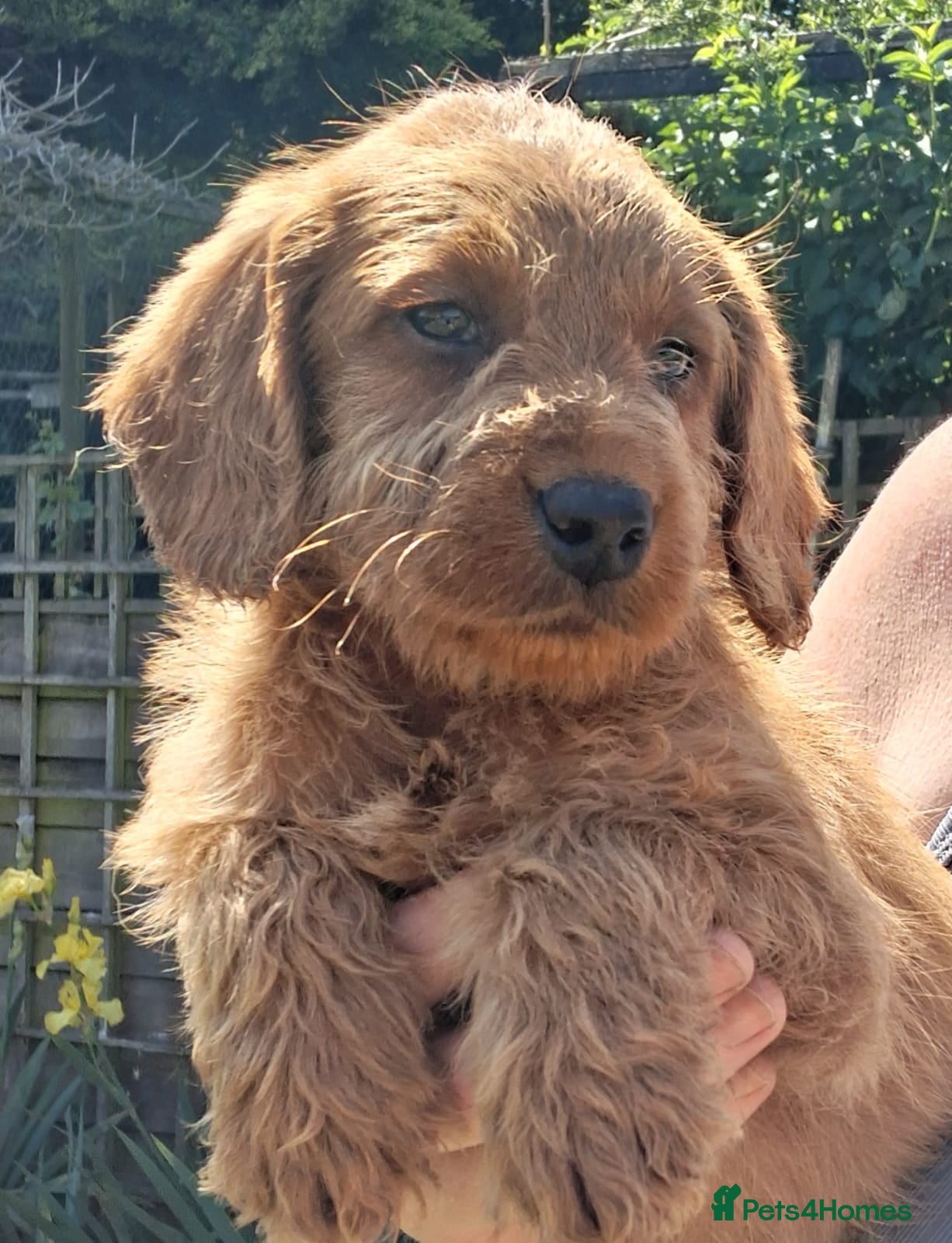 Labradoodle dogs Miniature Labradoodle Puppies for sale  - Advert 1