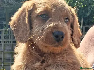 Labradoodle dogs Miniature Labradoodle Puppies for sale - Advert 1