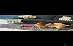 Mini Goldendoodle dogs for sale: Health tested Minature dark red/golden doodles  - Image 40