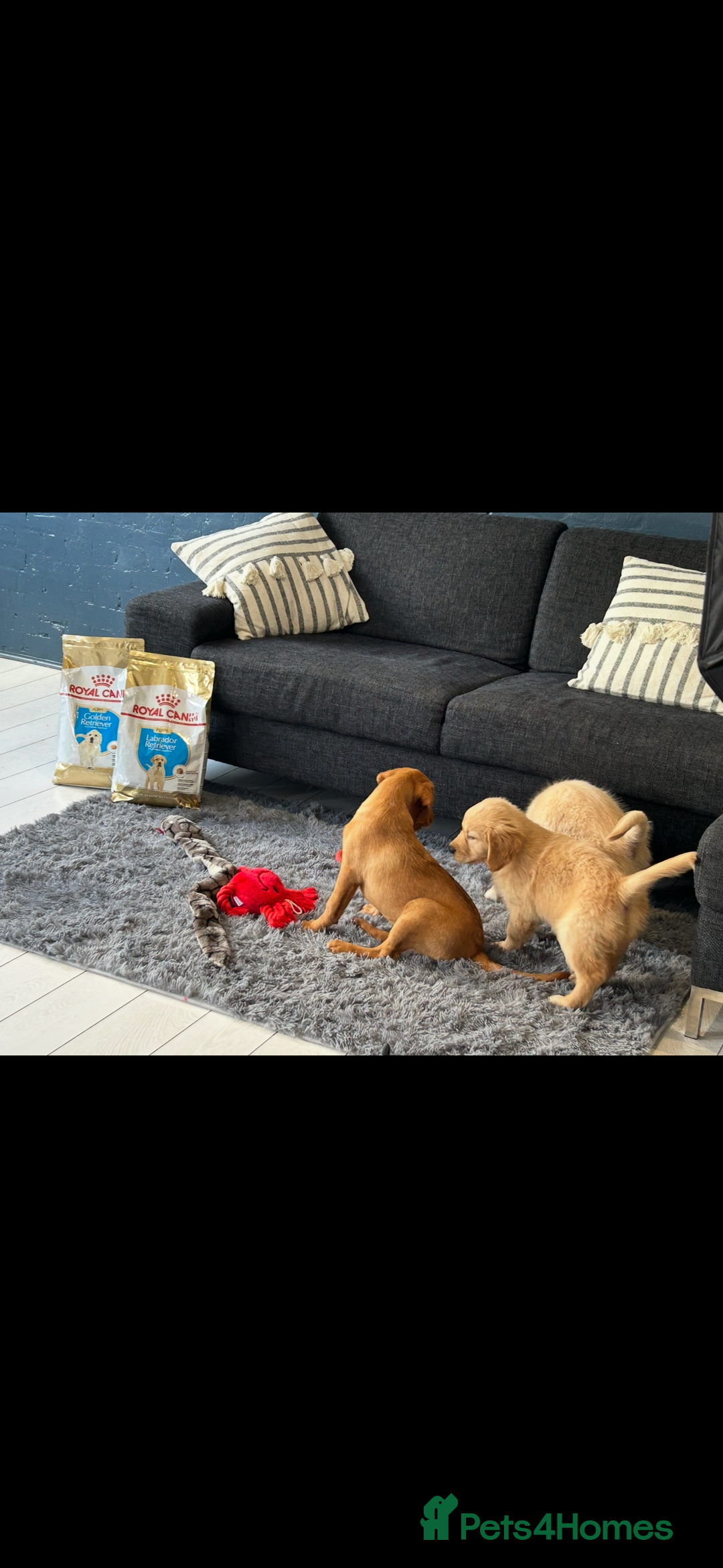 Mini Goldendoodle dogs for sale: Health tested Minature dark red/golden doodles  - Image 40