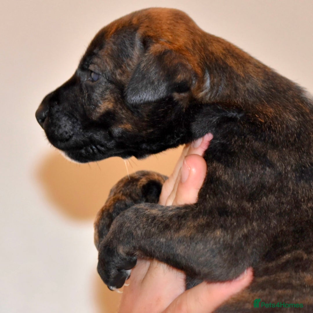 Belgian Shepherd Dog dogs for sale: Exceptional Herders from World-Class Lines - Image 17