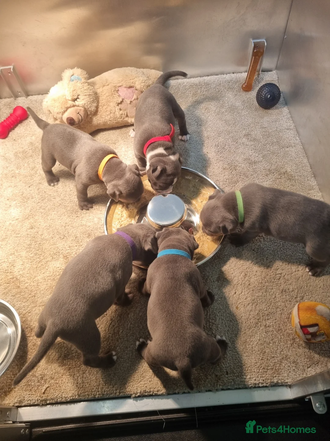 Staffordshire Bull Terrier dogs for sale: Blue Staffordshire bull KC pups Midlands area - Advert 1