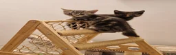 Mixed Breed cats for sale: Gorgeous mixed kittens - Advert 7