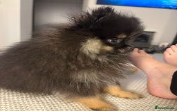 Pomeranian dogs for sale: Bear the tiny Pomeranian  - Image 11