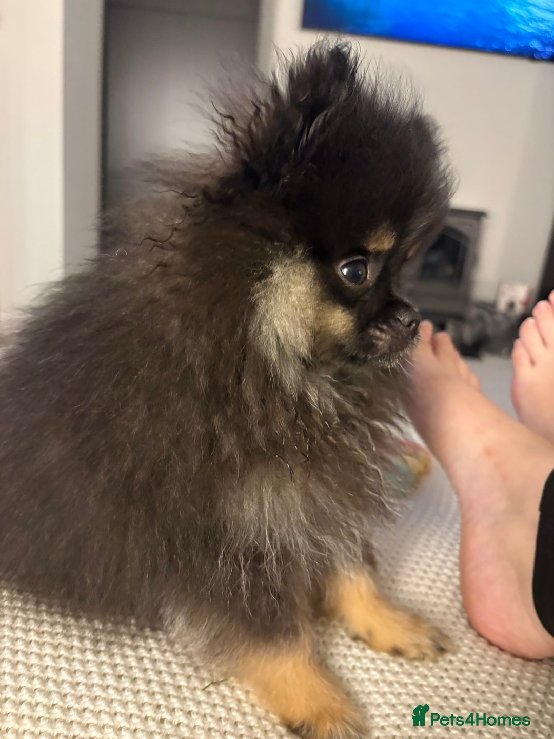 Pomeranian dogs for sale: Bear the tiny Pomeranian  - Image 11