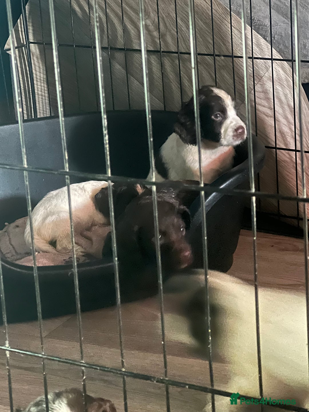 Sprocker dogs for sale: Sprocker puppies - Image 7