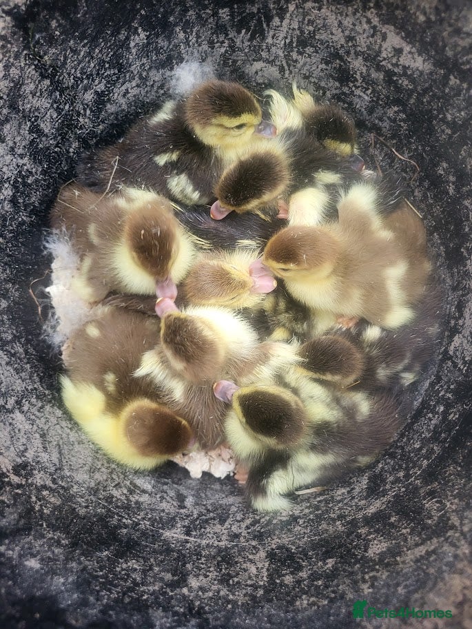 Ducks poultry Unsexed Muscovy Ducklings - Advert 2