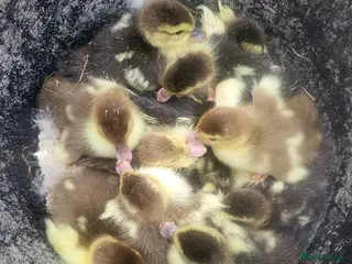 Ducks poultry Unsexed Muscovy Ducklings - Advert 2