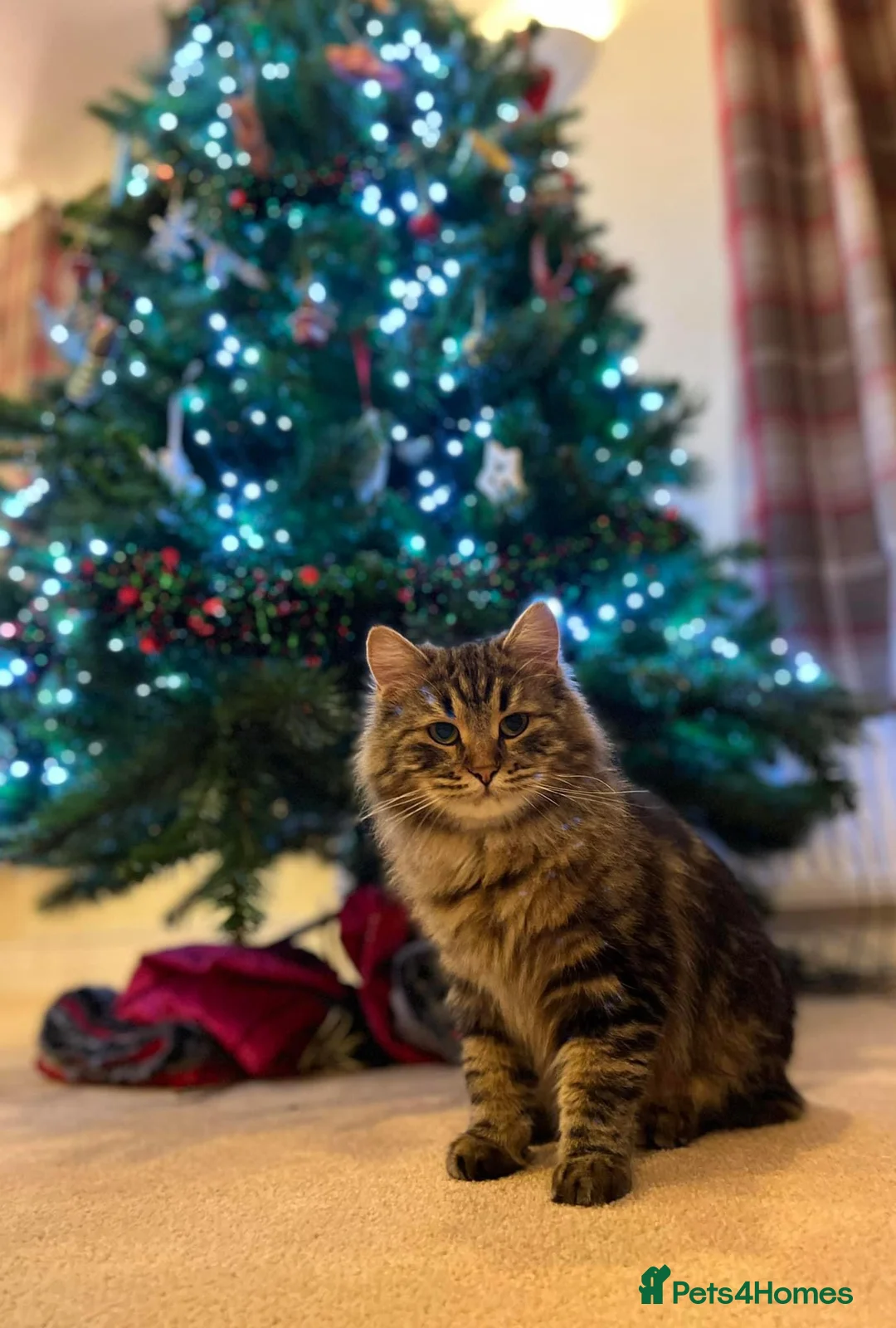 Siberian cats for sale: Traditional Siberian kittens  - Advert 4