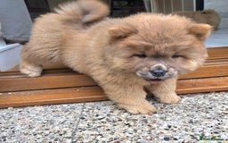 Chow Chow dogs for sale: Chow chow puppies  - Image 9
