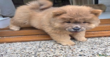 Chow Chow dogs - Advert 6