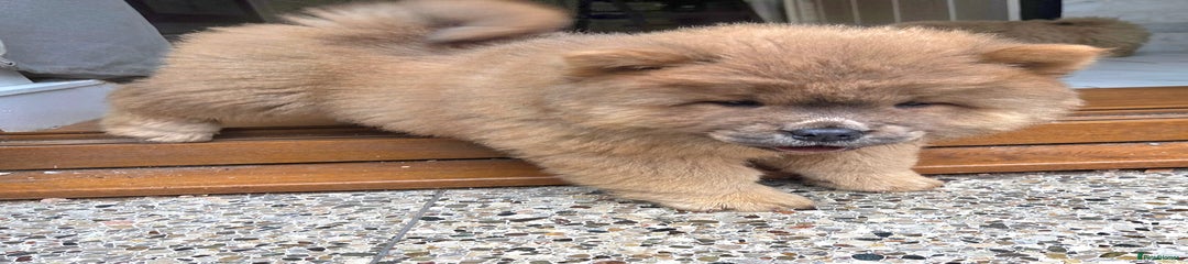 Chow Chow Puppy 3