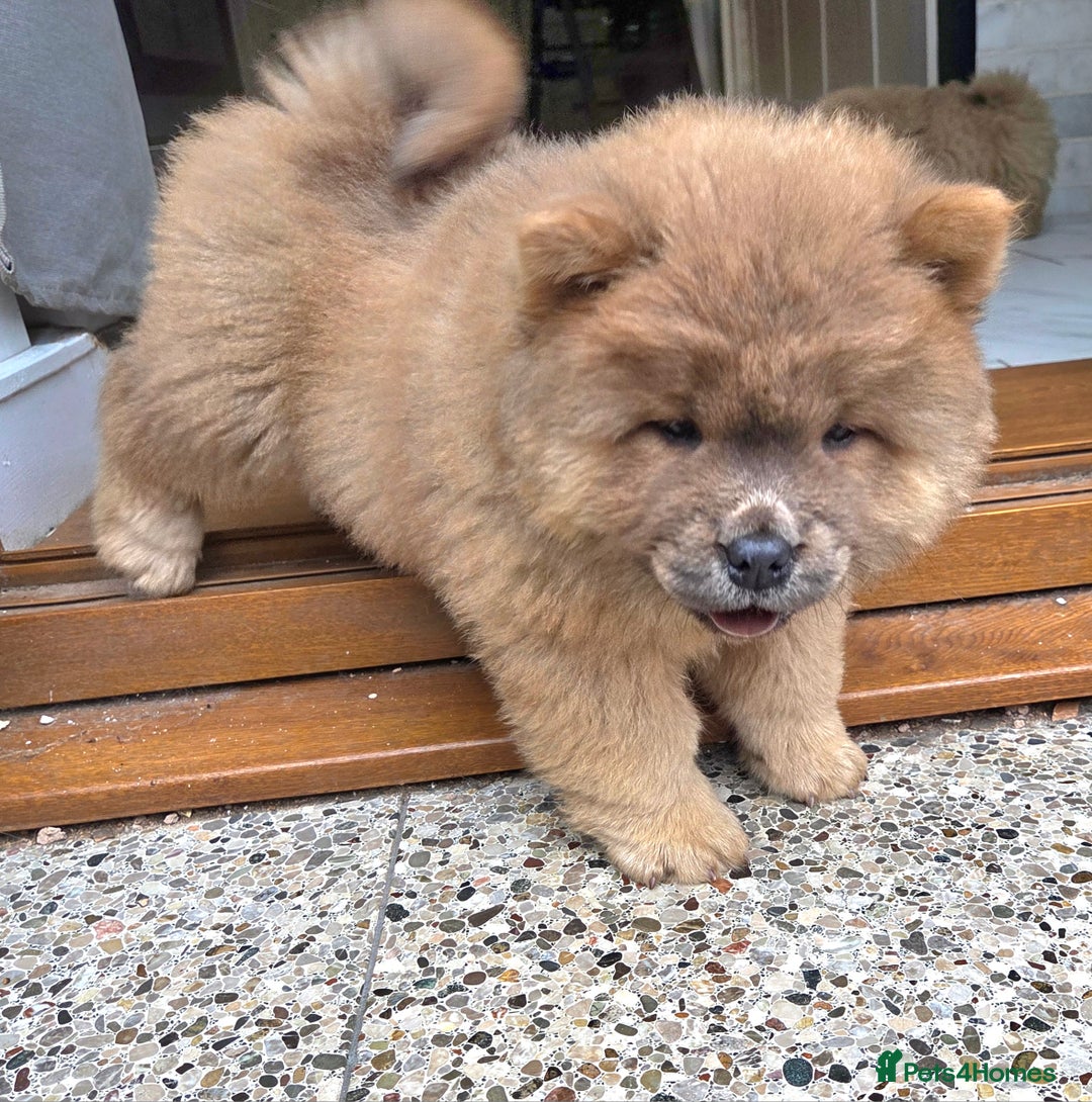 Chow Chow dogs for sale: Chow chow puppies  - Image 9