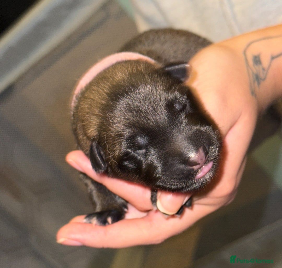 Mixed Breed dogs for sale: Belgian malinois x German Shepherd puppies  - Advert 21