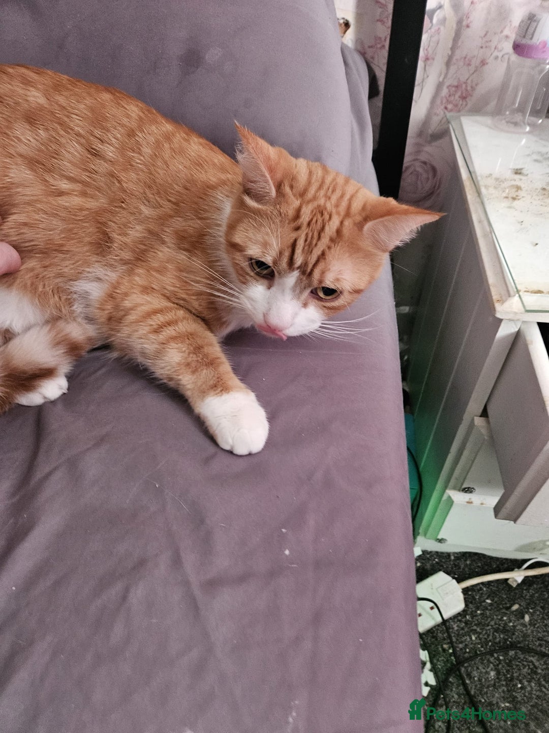 Mixed Breed cats for sale: Male neutered ginger male - Image 2