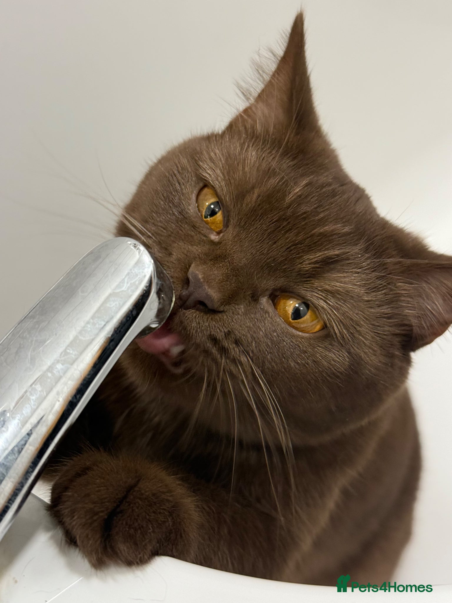 British Shorthair cats Gorgeous GCCF Chocolate British Shorthair kittens - Advert 2