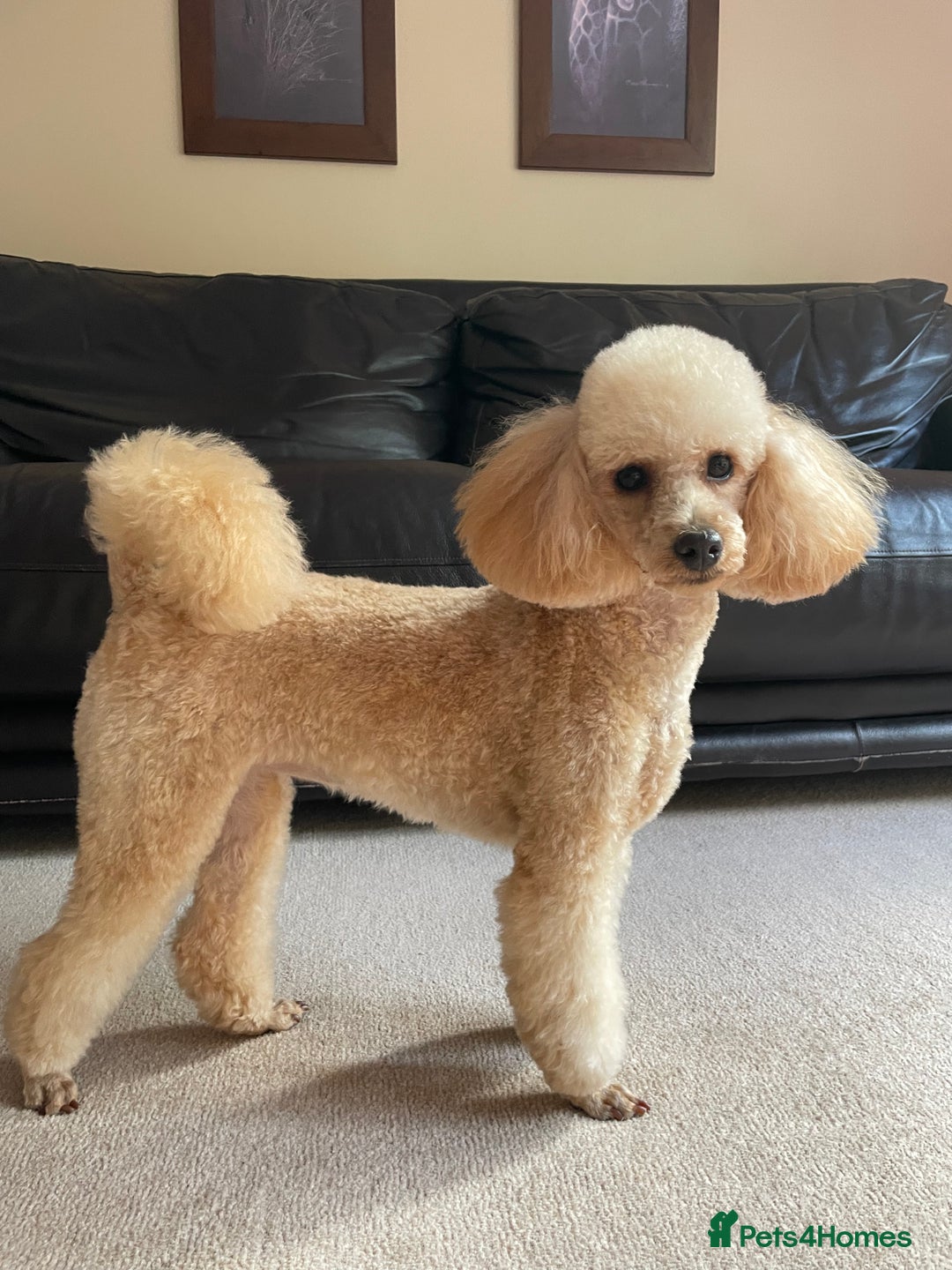 Toy Poodle dogs for sale: Apricot Toy Poodle  - Image 3
