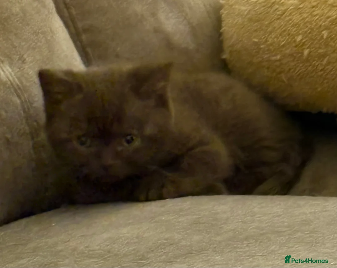British Shorthair cats for sale: Three stunning female chocolate kittens available  - Advert 10