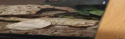 Leopard Gecko reptiles for sale: Leopard gecko and full set up in Lymington - Advert 2