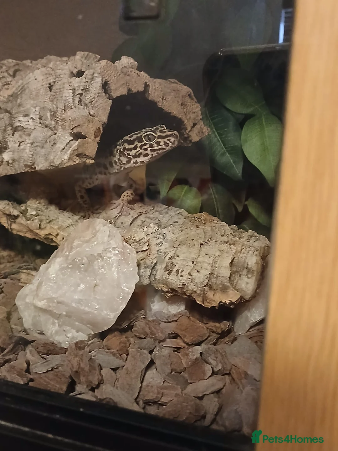 Leopard Gecko reptiles for sale: Leopard gecko and full set up in Lymington - Advert 2