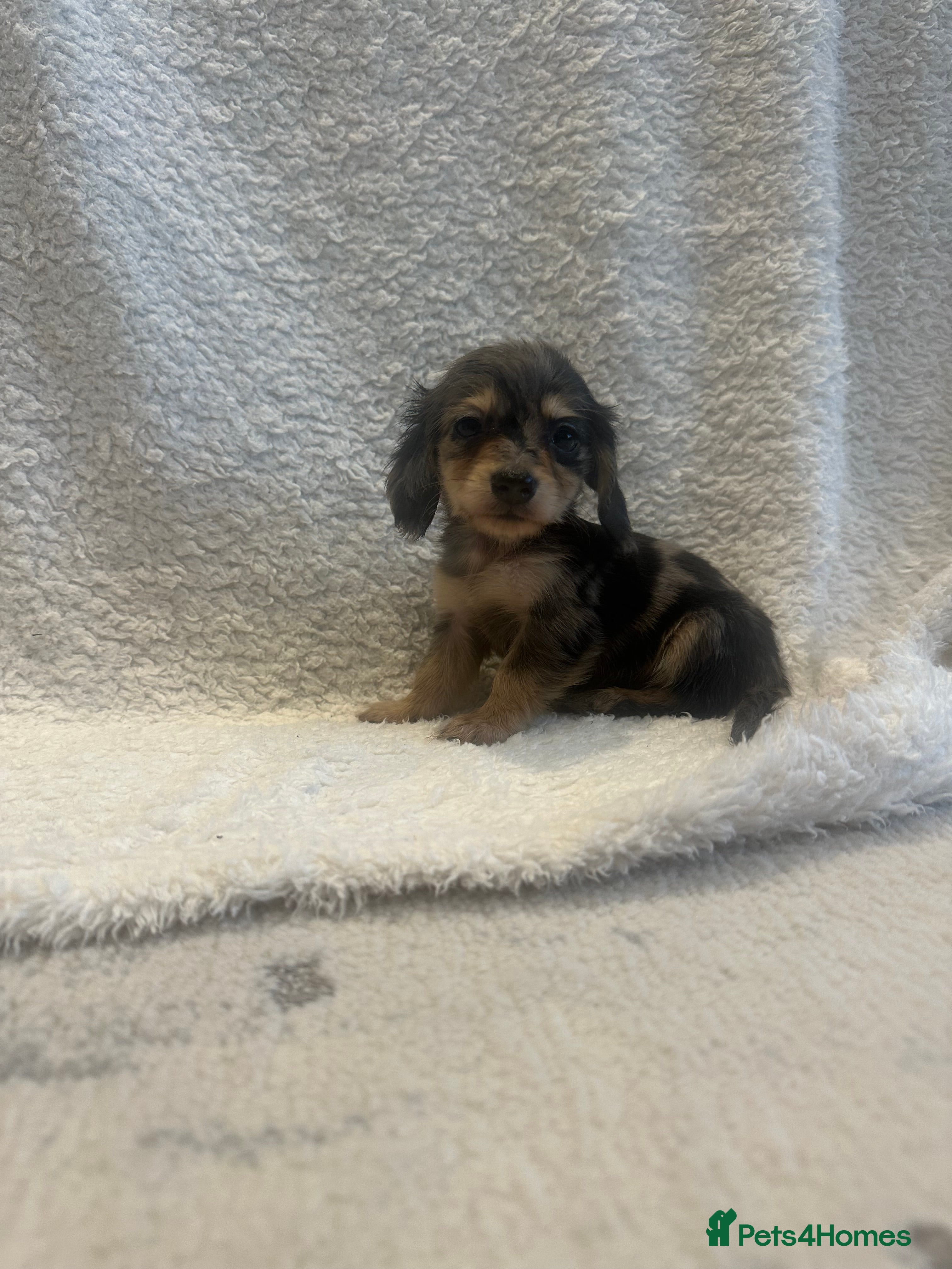 Miniature Dachshund dogs Mini long hair dachshund  - Advert 11