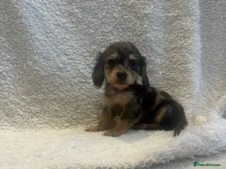 Miniature Dachshund dogs Mini long hair dachshund - Advert 11