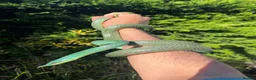 Rat Snake reptiles for sale: Rhinoceros RatSnake - Rare Beauty - Advert 4