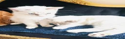 Ragdoll cats for sale: GCCF Registered Ragdolls - Advert 5