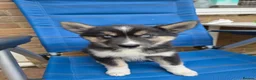 Siberian Husky dogs for sale: PLEASE READ THE DESCRIPTION CAREFULLY. - Advert 15