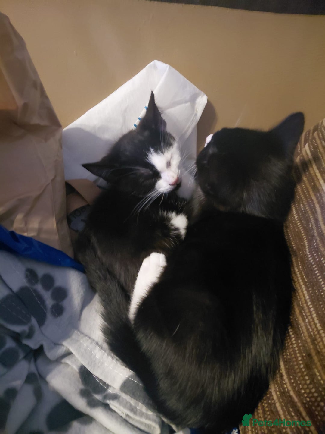 Mixed Breed cats for sale: Kittens looking for their new homes  - Advert 2