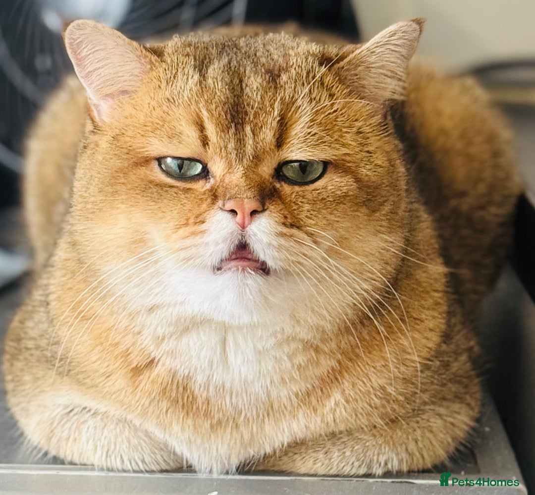 British Shorthair cats for sale: Two life long partners need their forever home - Image 4