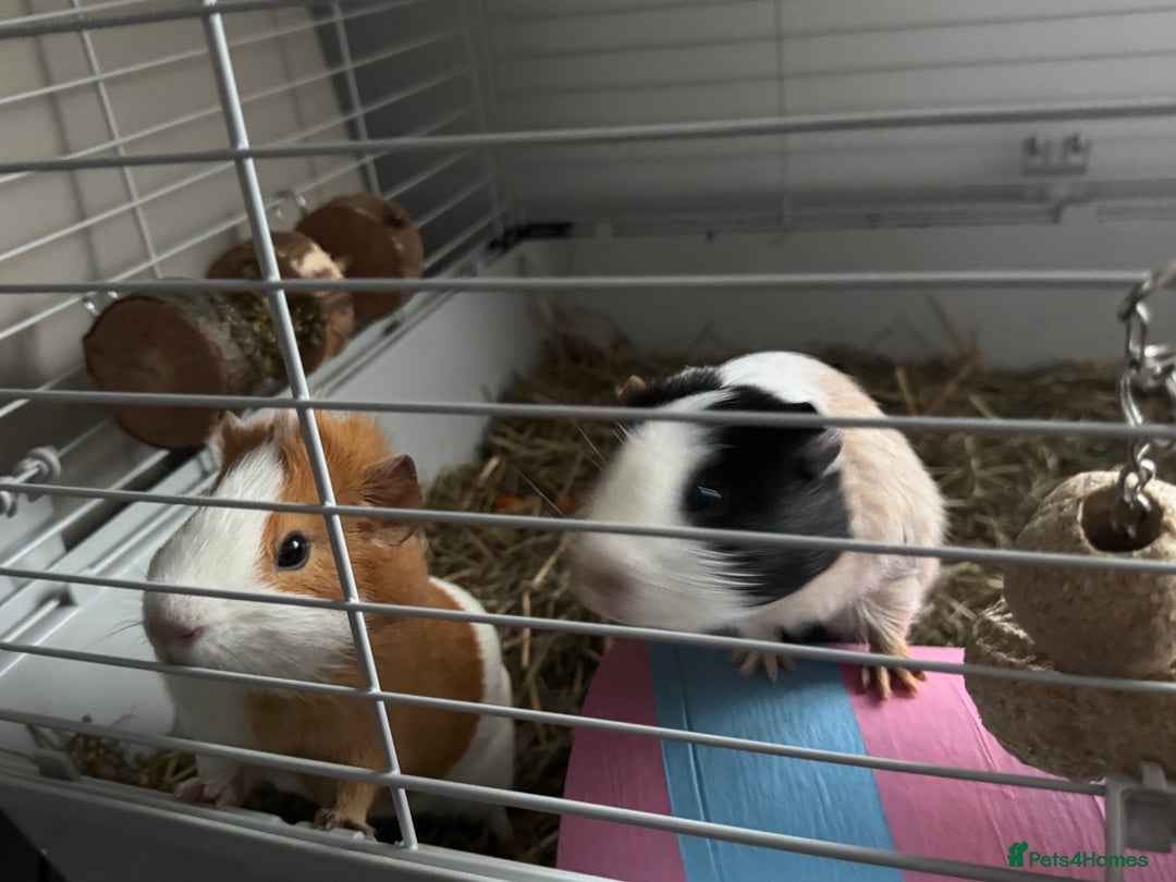 Guinea Pig rodents for sale: 2 guinea pigs for sale  - Advert 2