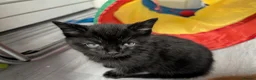 Mixed Breed cats for sale: Beautiful kittens - Advert 6