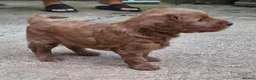 Mixed Breed dogs for sale: Cockerpoo X Miniature Australian Labradoodle  in Kettering - Advert 13