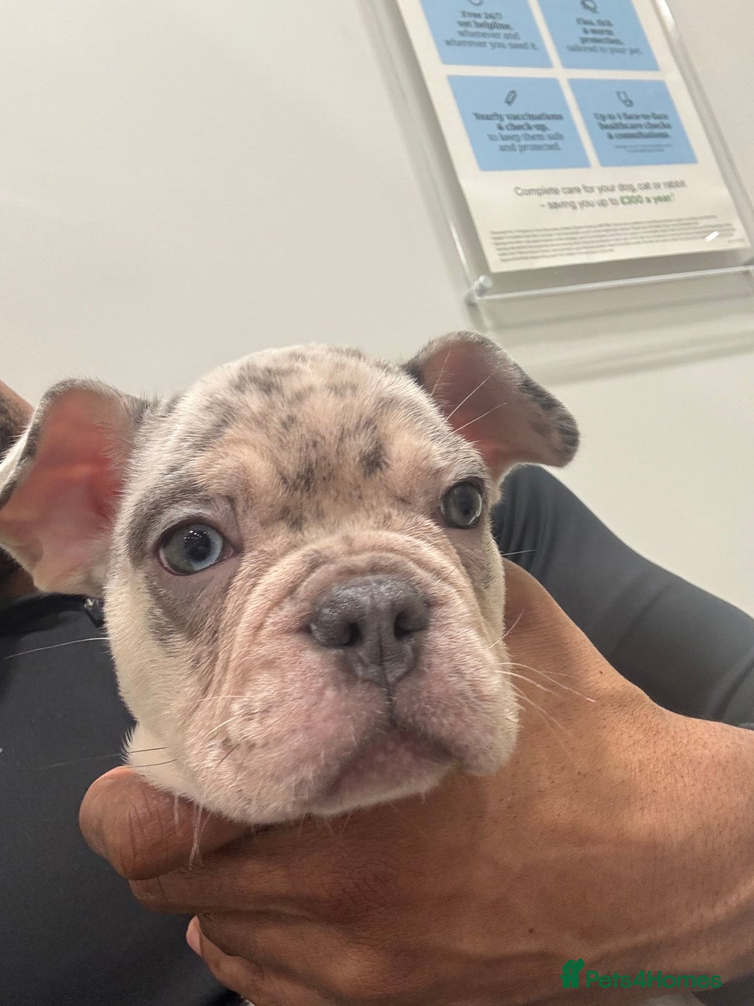 French Bulldog dogs for sale: 🐶 Stunning Merle Lilac Fawn French Bulldogs - Advert 29