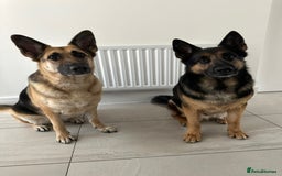 German Shepherd dogs for sale: 2 x German Shepherds for sale - 6 years old - Image 1