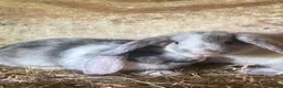 Mini Lop rabbits for sale: Mini lop litter. A pair for £60 - Advert 5