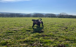 American Bull Staffy dogs for sale: Staffy Bull Puppies - Image 32